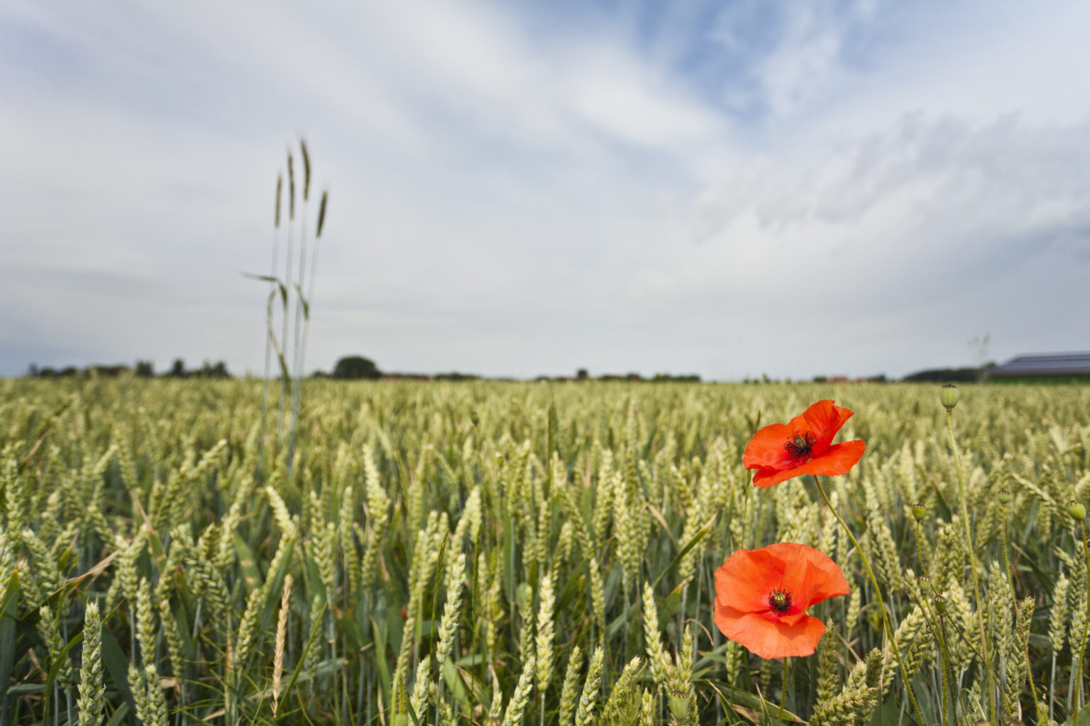 Flanders-Fields ©Bart Heirweg-Westtoer