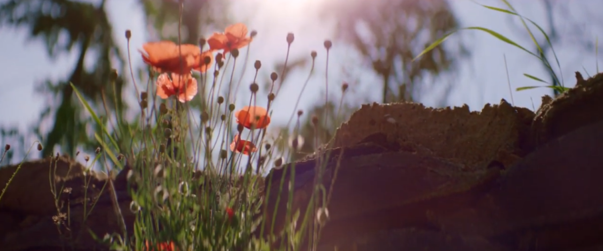 Poppies